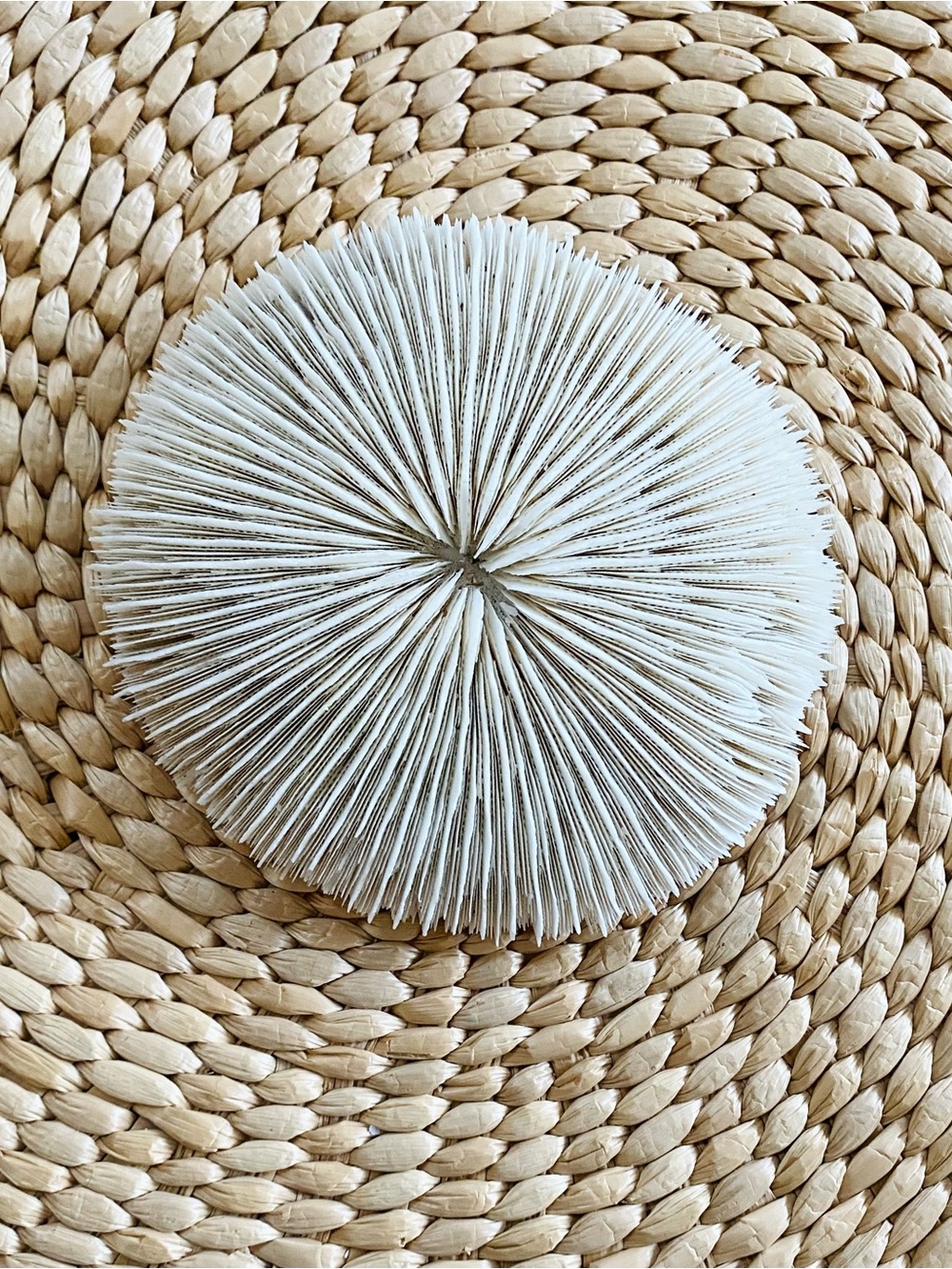 Natural White Fungia Mushroom Authentic Coral Skeleton Specimen Coastal Boho 5”